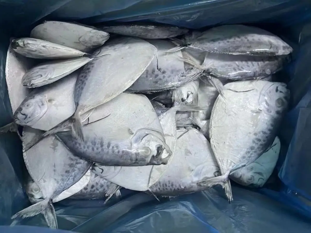 Highly Demand Seafood Frozen Moon Fish for Indonesia Market