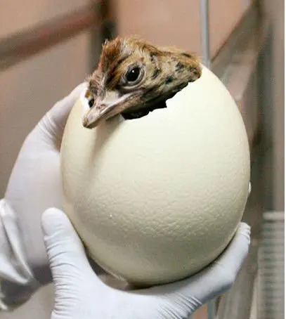 2000-3000 eggs incubator chicken duck egg incubating machine