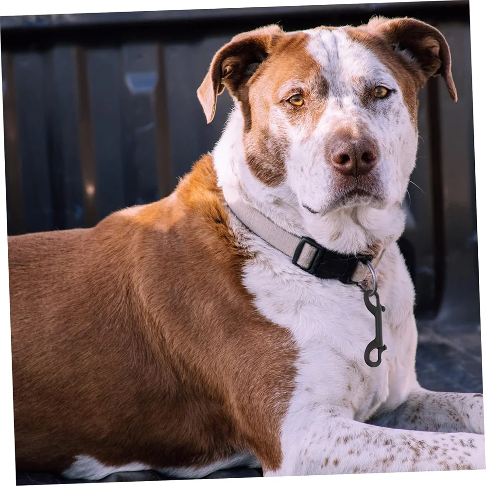 304 316 Stainless Steel Spring Hook Double End Hook Trigger Dog Swivel Snap Hooks