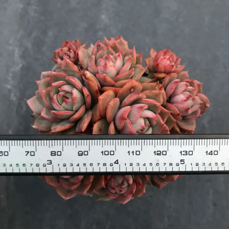 
real succulents live plants set natural bonsai 