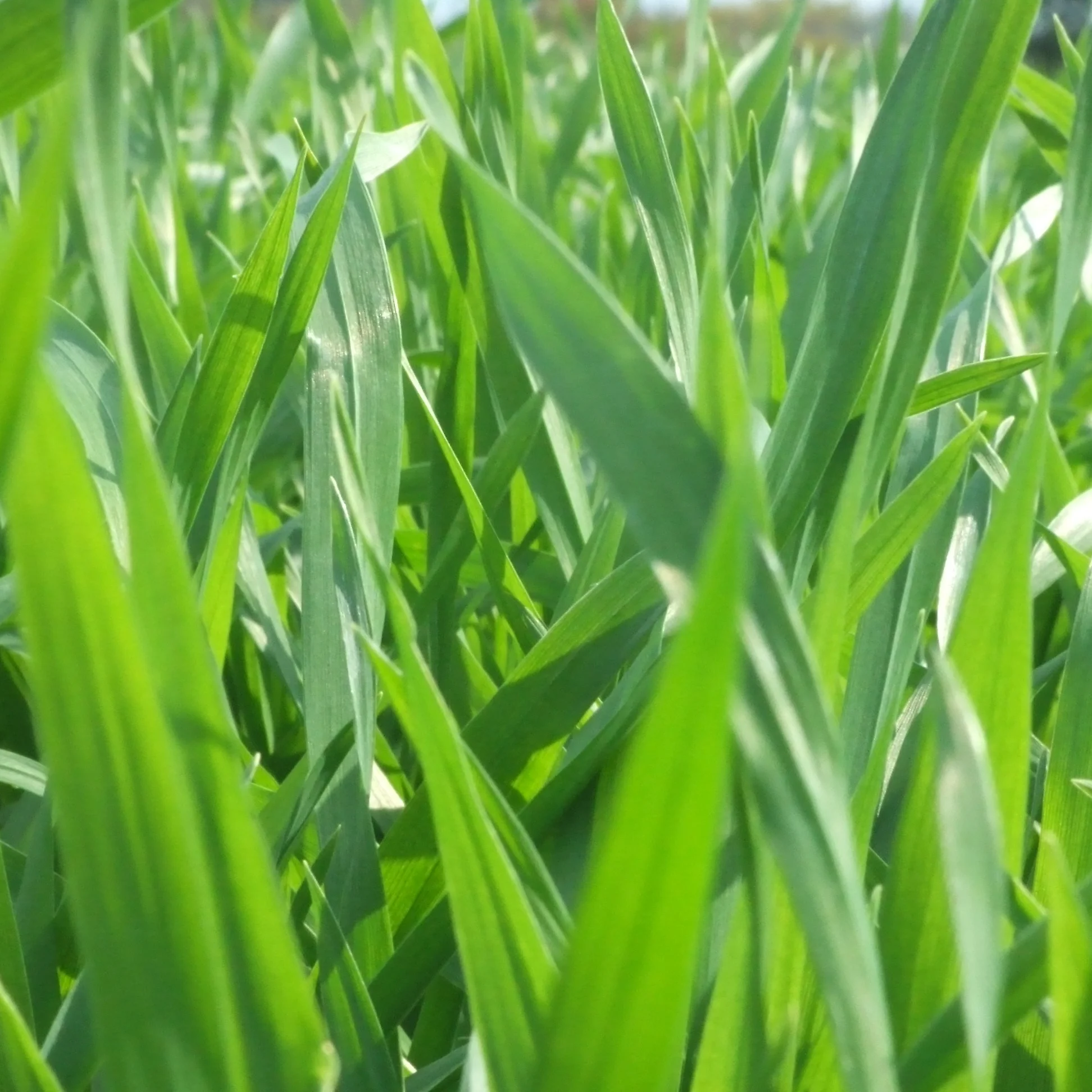 Japan delicate sweetness green barley powder aojiru for enriches daily habit