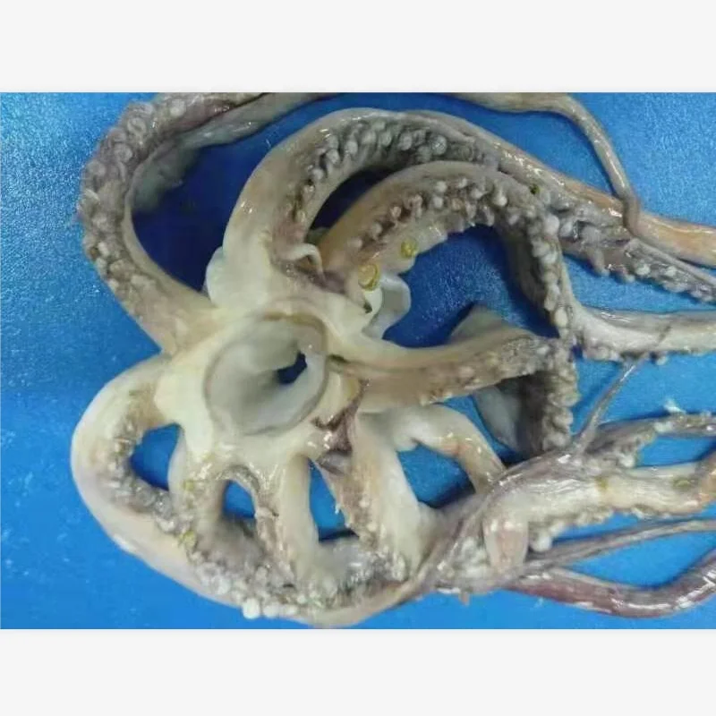 
Good Sale Seafood Fish Frozen Peru Squid 