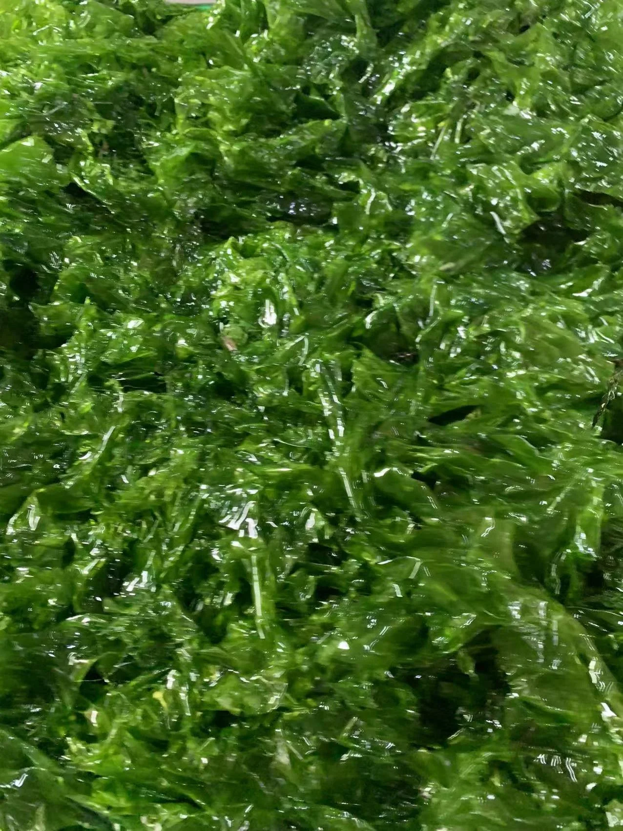 Морские водоросли ulva, морской салат ulva, Жареная мука