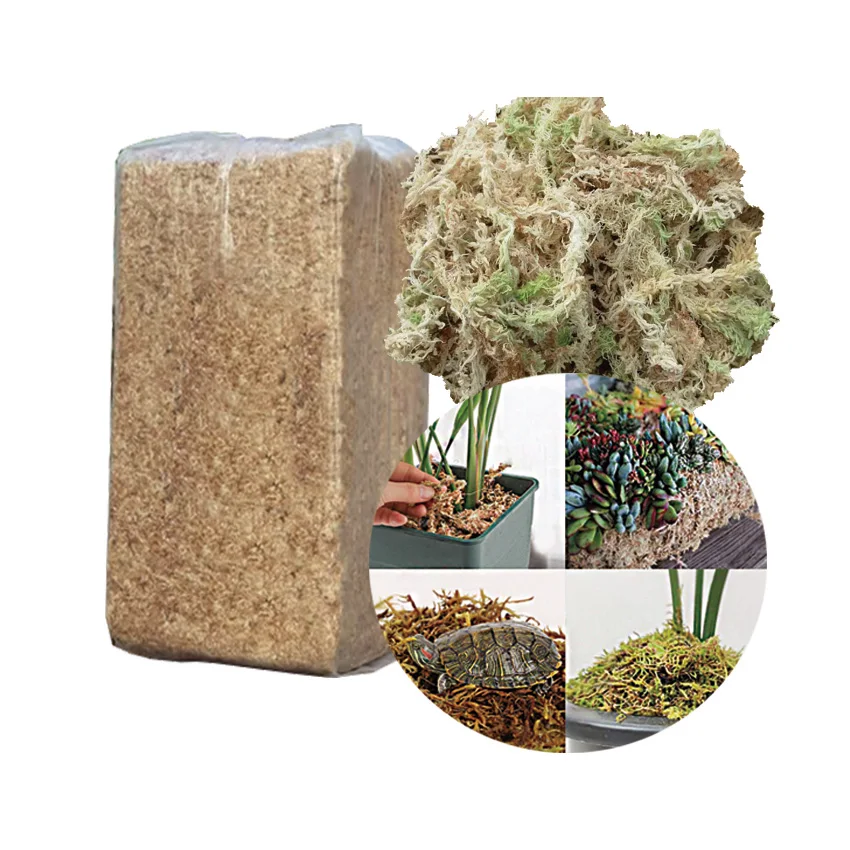 Wholesale Natural Sphagnum Moss From New Zealand Raw Green Dried Sphagnum Moss Peat Moss for Plants