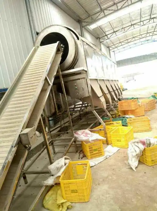 
Hot selling weight classifier drum type tomato sorting machine with low price 