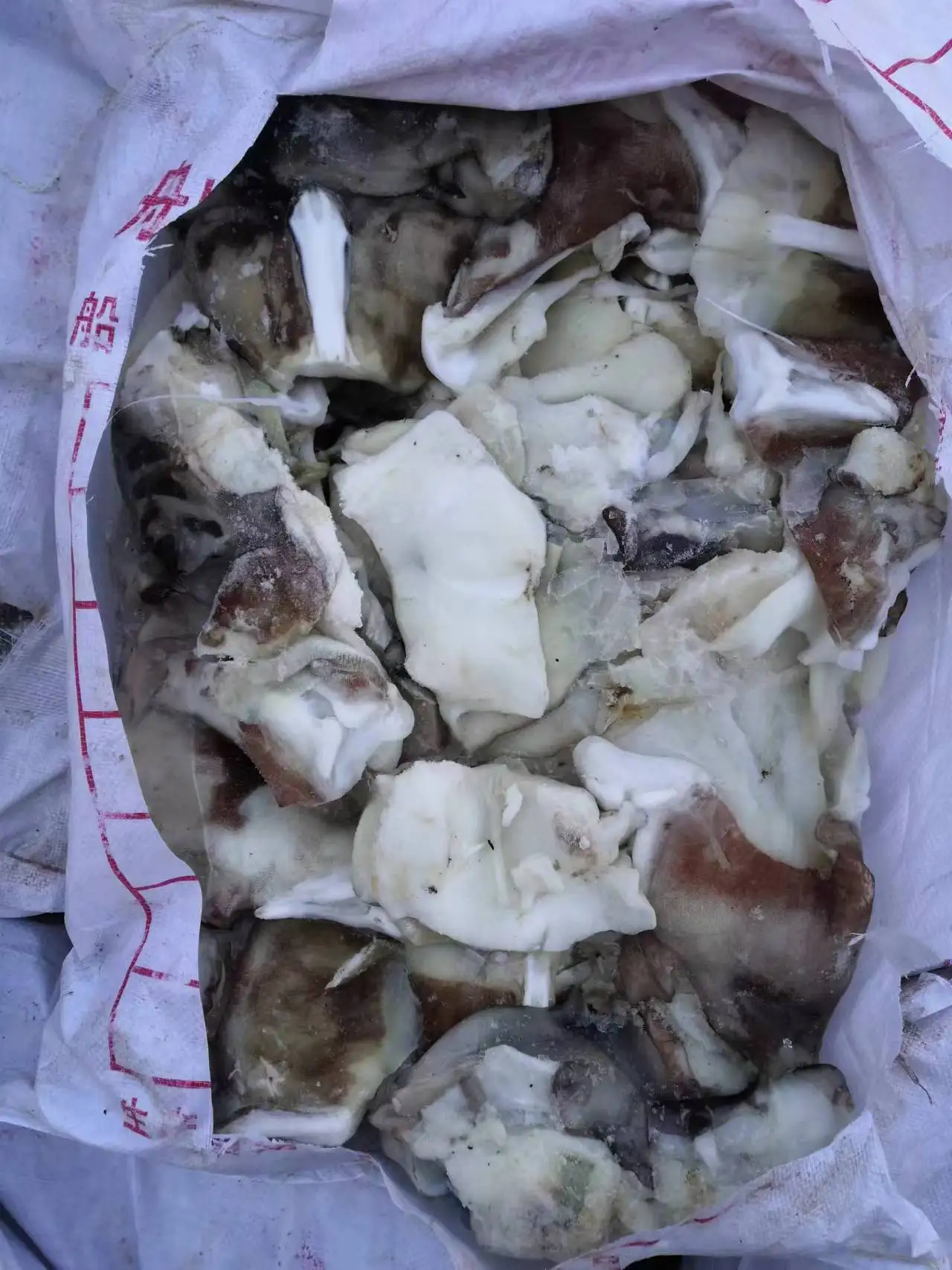 Frozen squid neck for sale squid neck giant squid neck