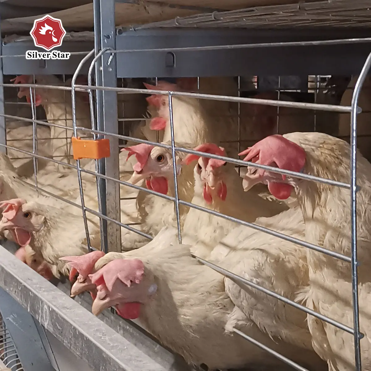 Chicken Nipple Drinkers For Sale