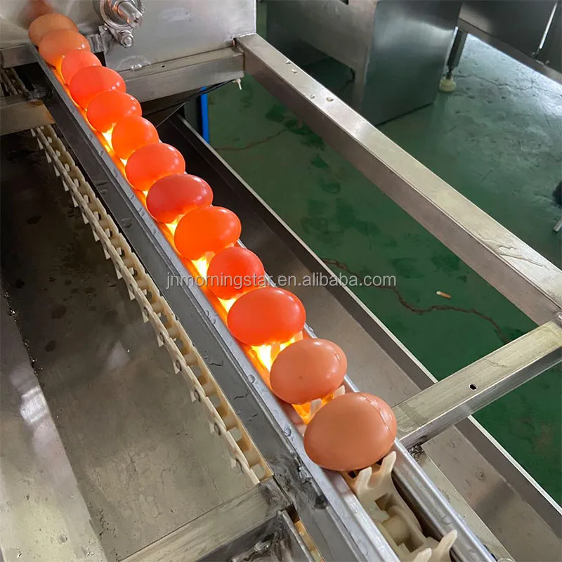 High efficient Duck chicken eggs washing sorting cleaning grading machine egg process line