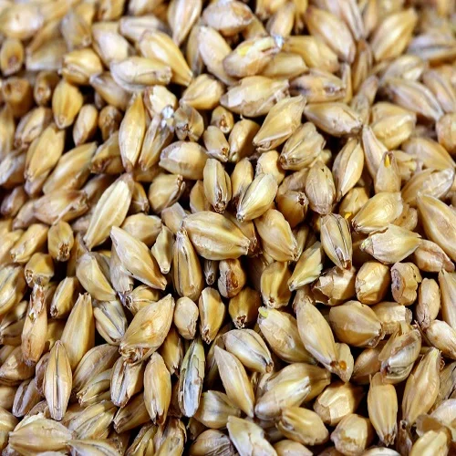 South African Barley for Animal Feed and human consumption. Pre-Order Now
