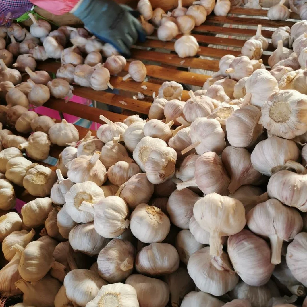 chinese garlic price / low rates fresh garlic of high quality / small packing white garlic