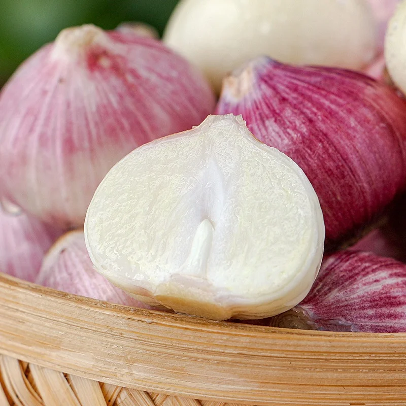 100% Natural Ripe Single Head Garlic Wholesale Price Now Digging Fresh Purple Garlic Wet and Dry Farm Vegetables