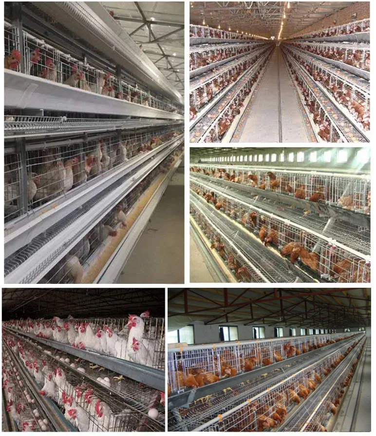 factory sale layer egg chicken automatic chicken cage with CE