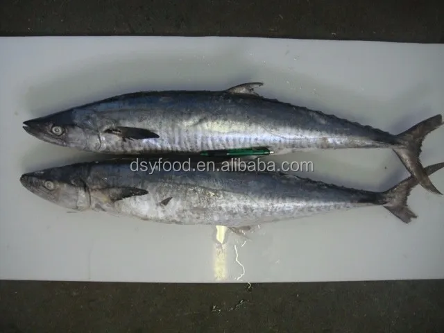 frozen big size bonito tuna WR