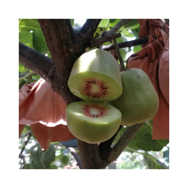 High Quality Fresh Kiwifruit Keep Young Export Grade Kiwifruit With Wholesale Price