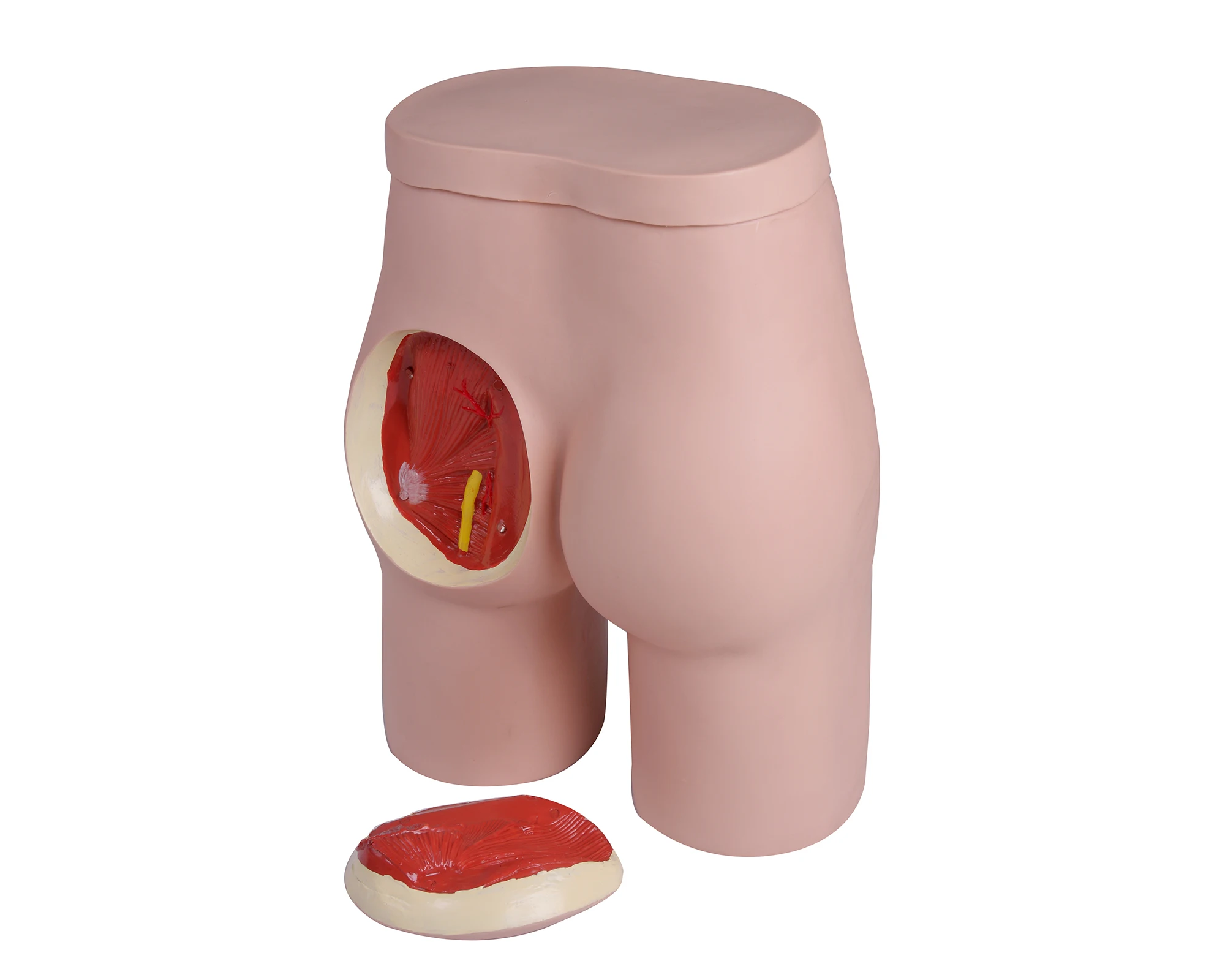 Buttock Injection Model with Anatomical Structure