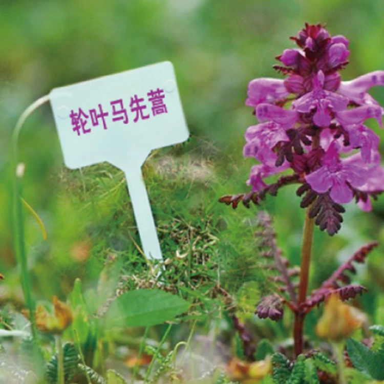 China factory Plastic Plant T-Type Tags Nursery Garden Labels for outdoor garden