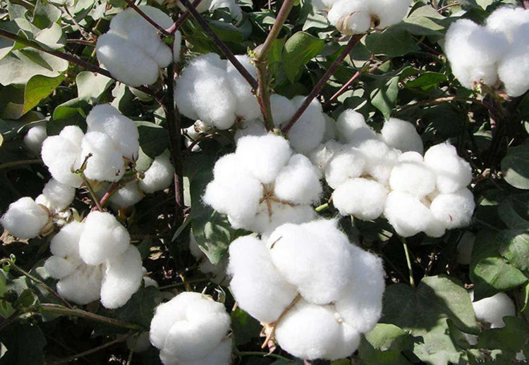 Factory supply best Diethl aminoethyl hexanoate (DA-6) 10369-83-2