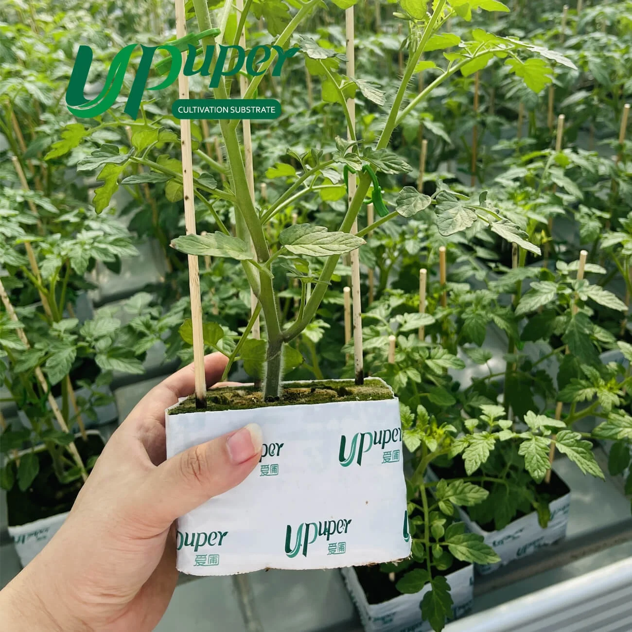 UPuper sustainable farming modern greenhouse 4 hydroponics rock wool cubes for growing