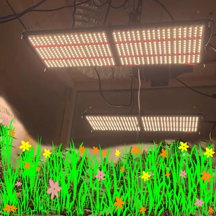 Shenzhen Meijiu Lighting Samsung 301H Samsung Grow Light, Novedades Chinas Lm301H 240W Led Grow Light Hydroponic