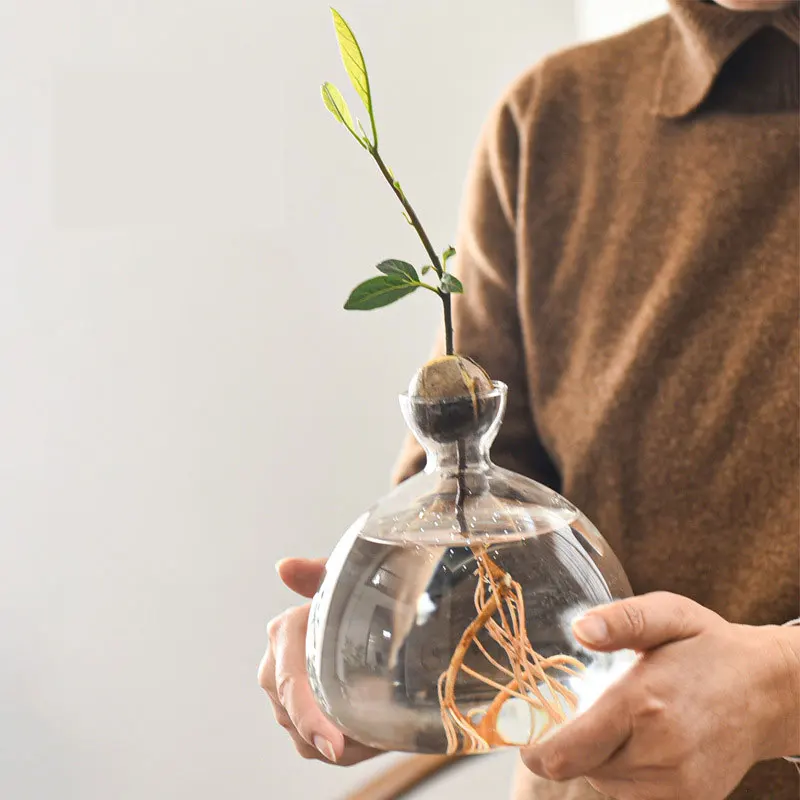 Glass Avocado Propagation Vase Avocados Hyacinths Chestnuts Walnuts Vase Bulb glass vase