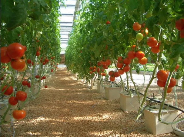 GT Greenhouse Hydroponics Growing Systems Dutch Bucket