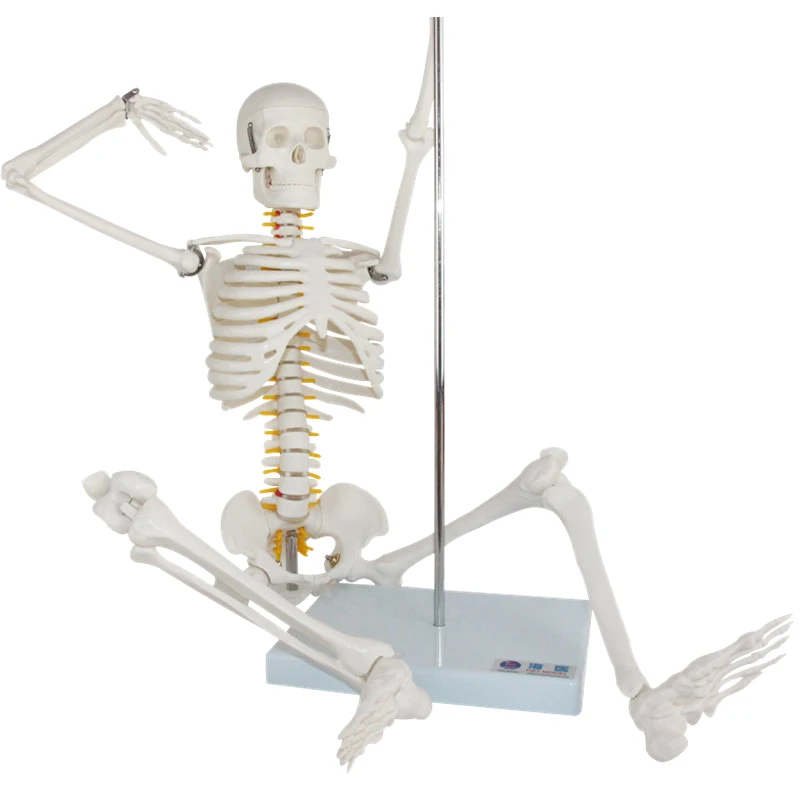 85 см ПВХ модель скелета медицинской анатомии человека Скелет пластиковая анатомическая