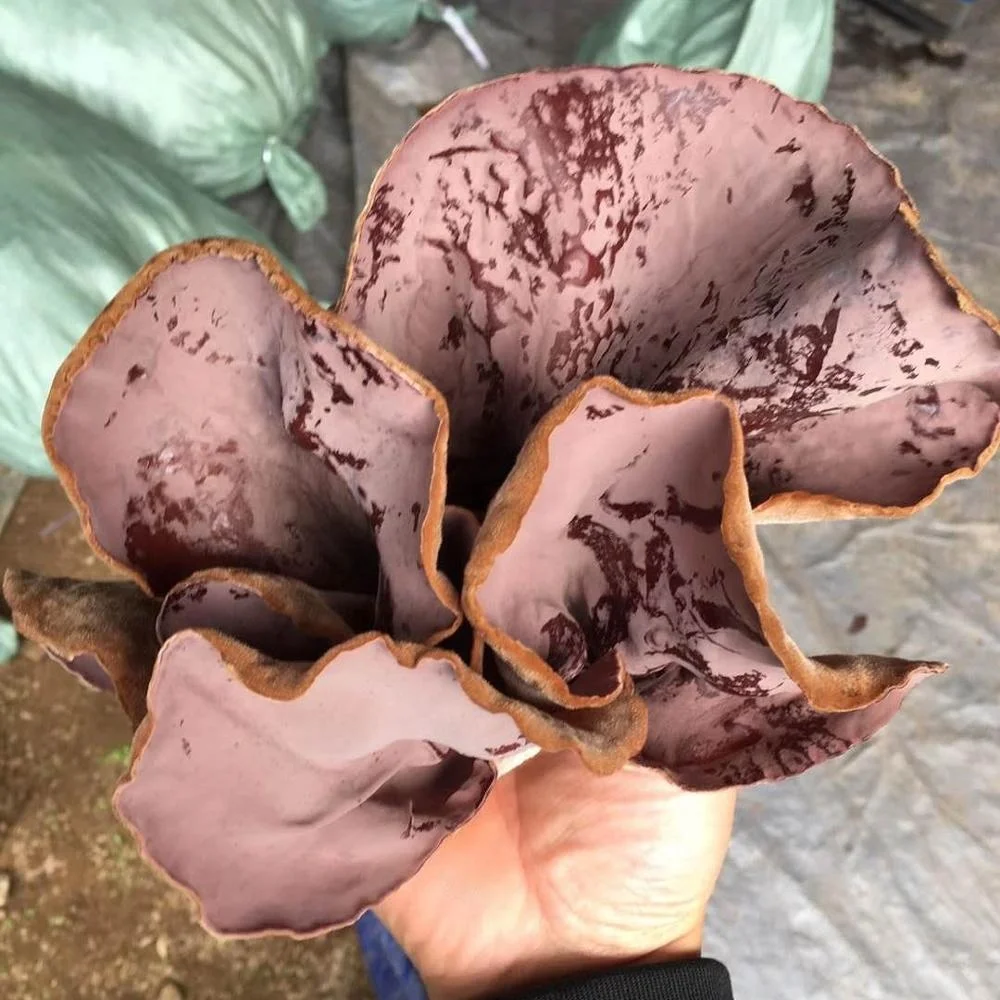 
Natural herbs for fungus black agaric dryer 