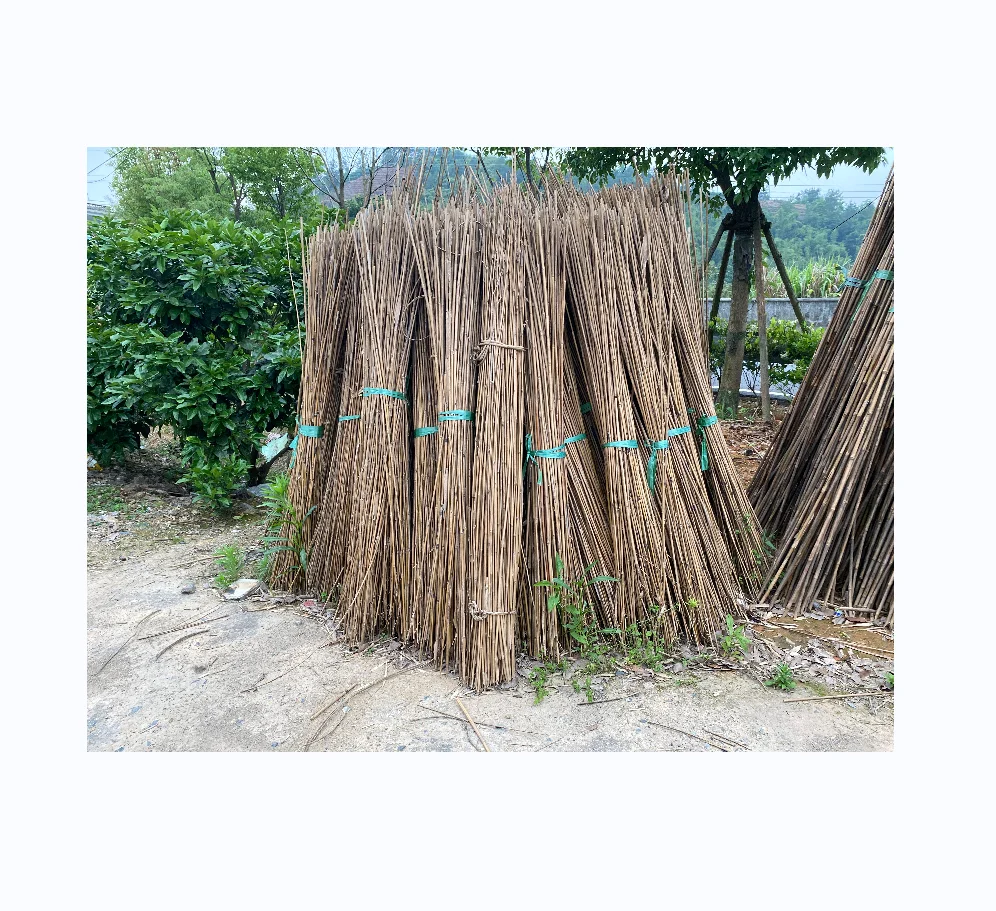 Dry Straight agriculture cheap raw Bamboo Poles manufactures for garden plant tonkin bamboo cane