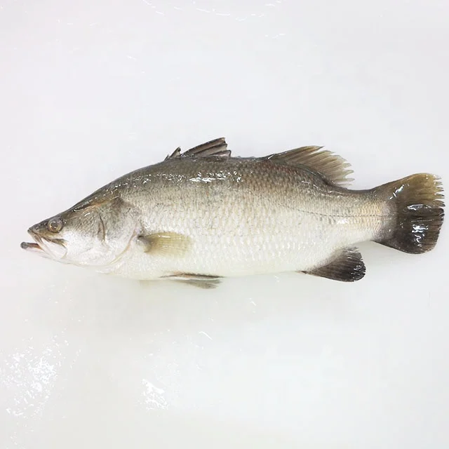  Хорошее качество свежего морского окуня замороженные морепродукты для