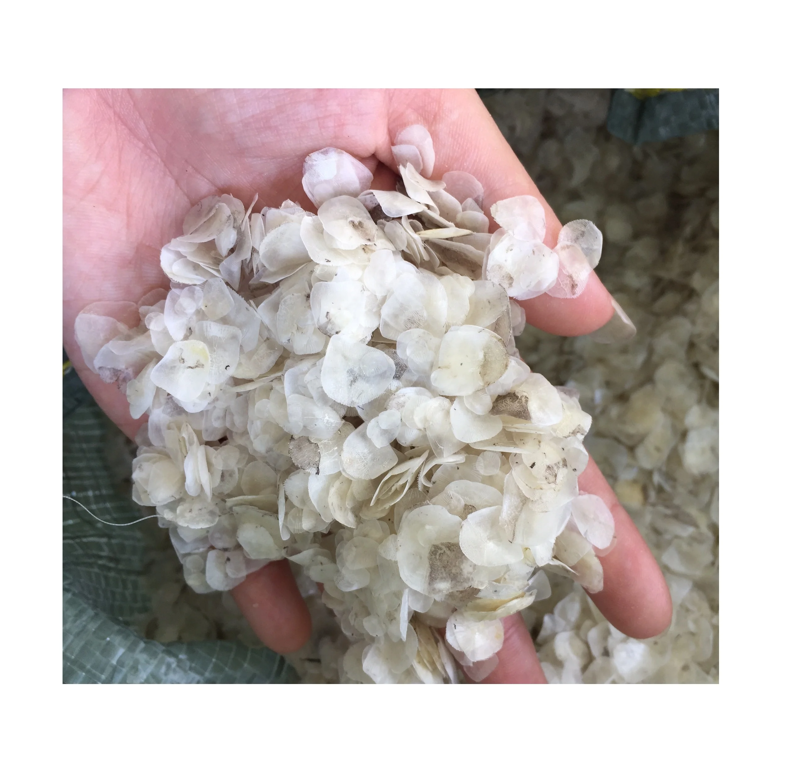 Fish scale ossein/Dried Decalcified fish scales/Dried snapper fish scales collagen (Ms. Sandy)
