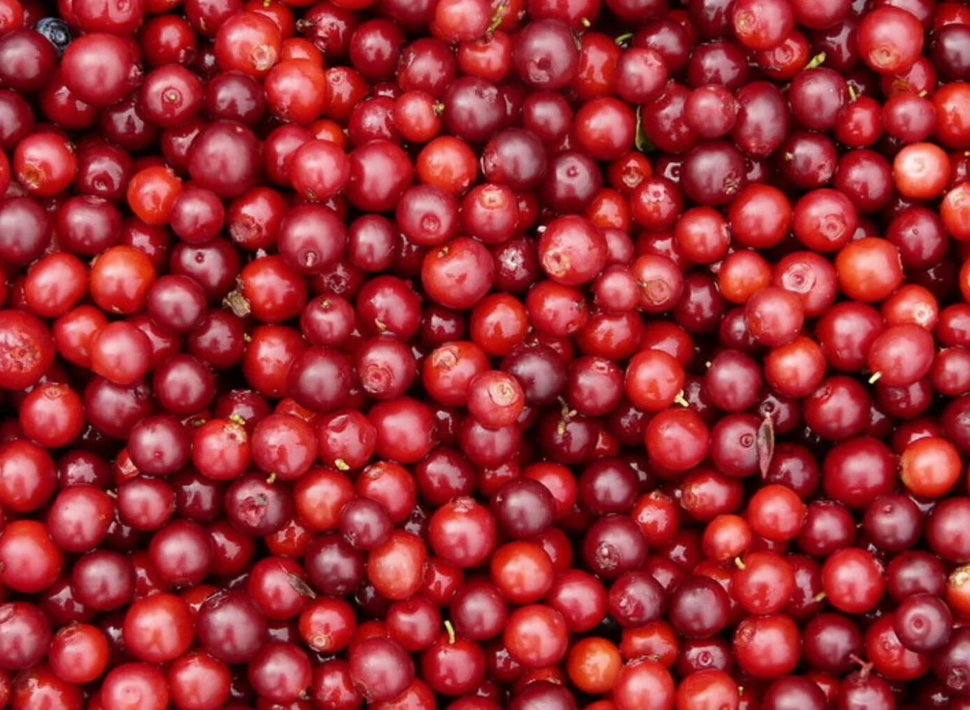 Fresh Berries Blueberry Cloudberry Cranberry Strawberry / Eco-Friendly Plastic Trays GOST Standard Prepackage