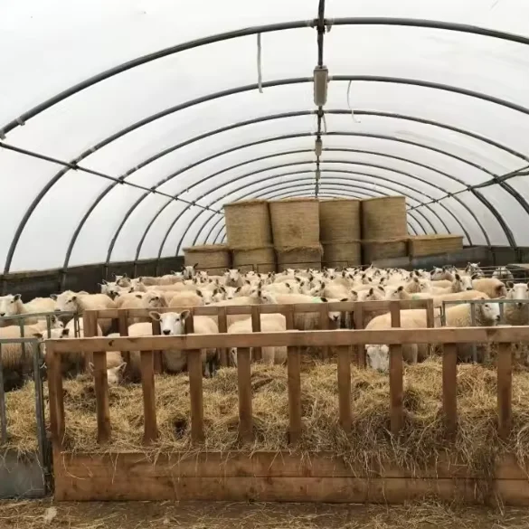 Farming  animal husbandry green house pig/sheep/chicken  greenhouse for poultry