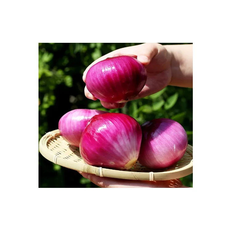 2022 New pure food onion cheap bulk price ton fresh red onions