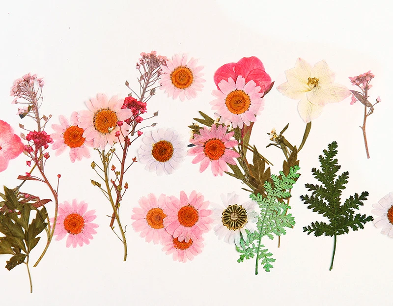 Dry Flower Embossing Material Package Handmade Diy Paper Making Embossed Flower Bookmark Embossed Gypsophila Dried Flower Plant