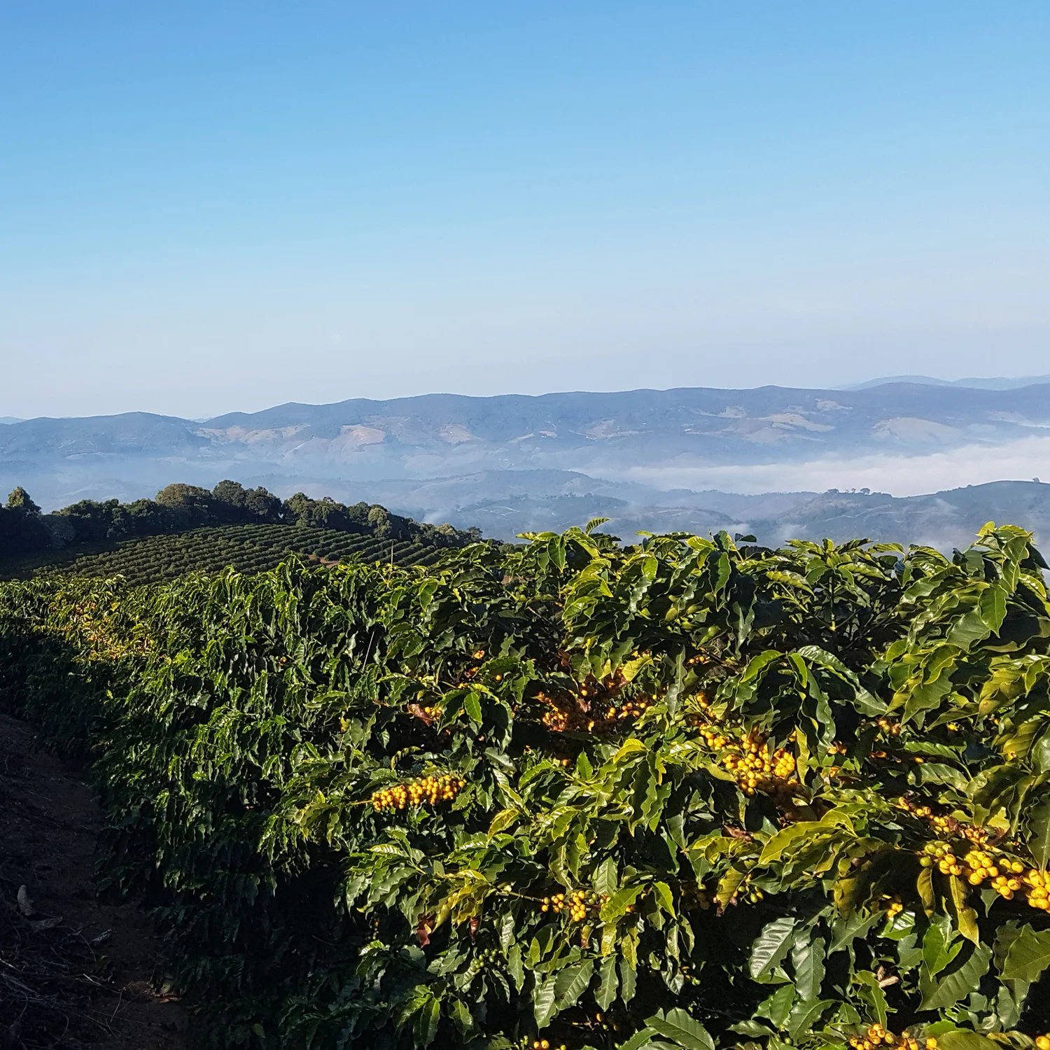 Premium Quality 100% Natural Green Arabica Coffee Bean Agricultural Products Green Coffee Bean For Export