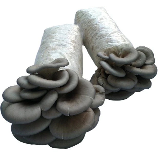 oyster mushroom spawn/oyster mushroom seeds/oyster mushroom bags