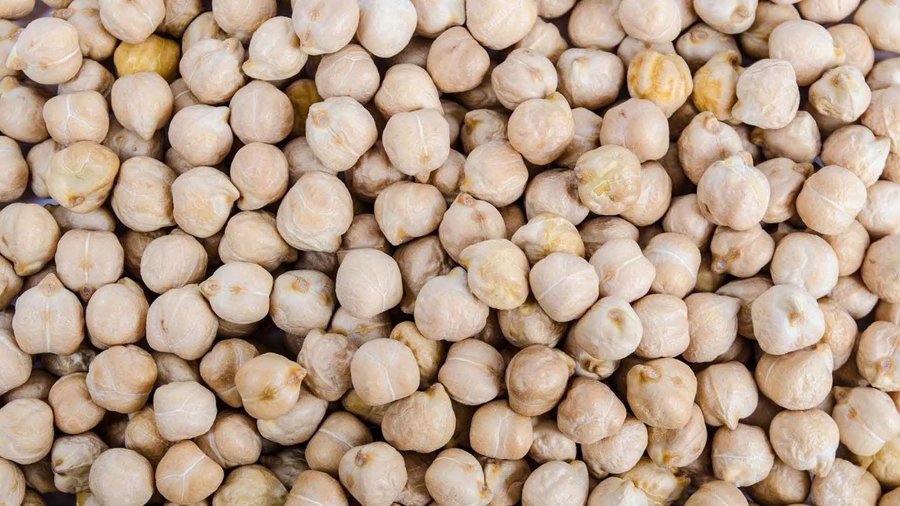 Wholesale healthy dried chickpeas competitive price high quality chickpeas