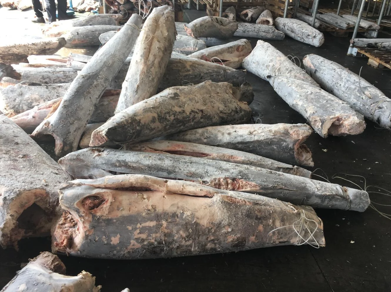 Wholesale Sword Fish DWT Sea Frozen Swordfish HGT