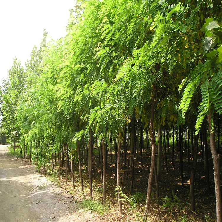 
Black Locust Robinia Pseudoacacia Seeds Fast Hardy Fragrant Ornamental Tree Seeds Planting 