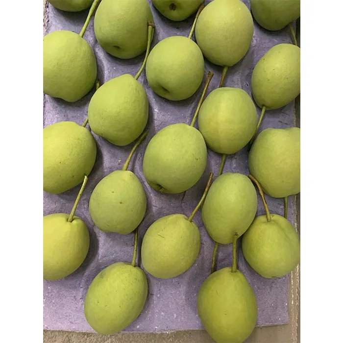 Новый сезон зеленый Шаньдун/nashi груша/песчаная груша