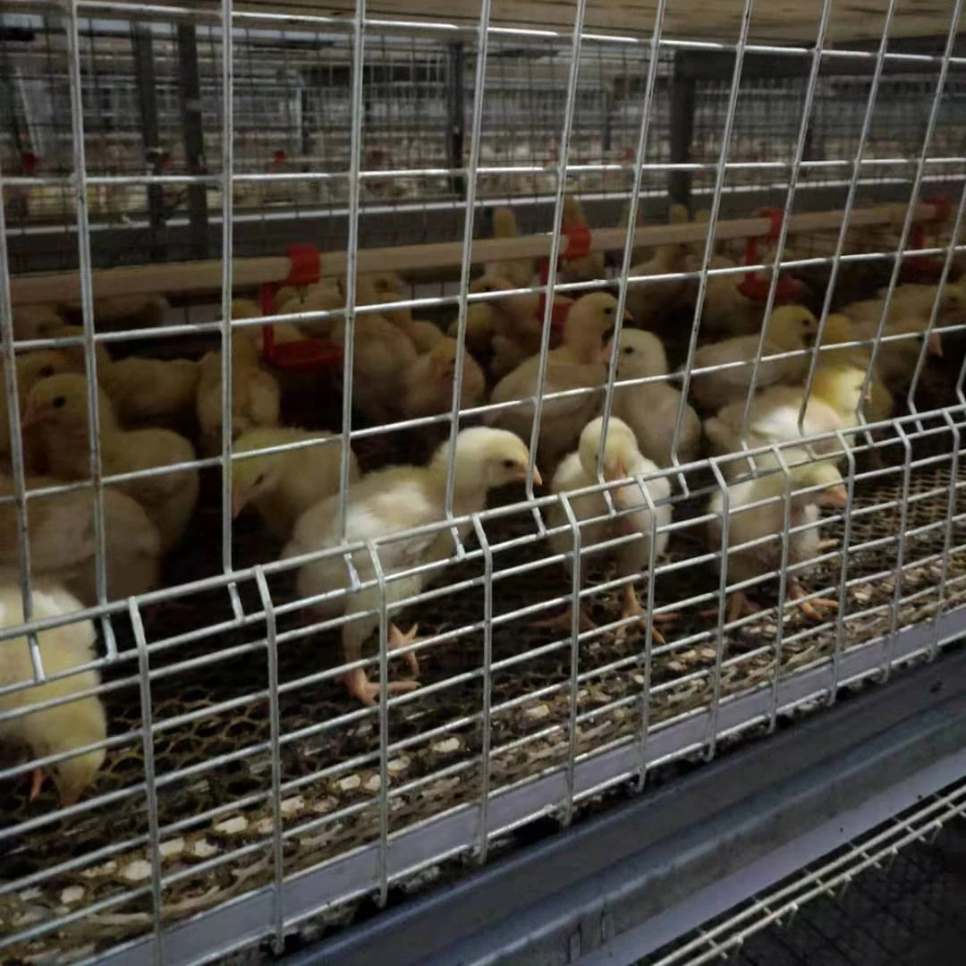cage for broiler broiler chicks live high quality cheap poultry cage layer chicken