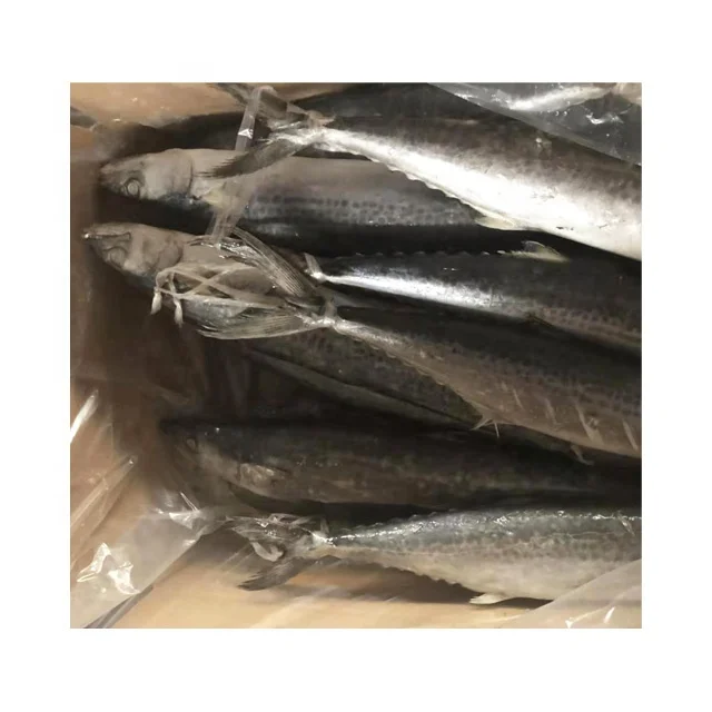 Замороженная испанская скумбрия IQF Scomberomorus Niphonius King Fish