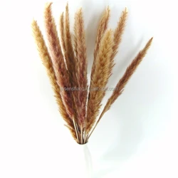 log price dried white 60cm pampas pink natural dried grass dried wheat grass