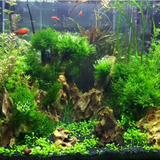 Nitrifying bacteria in sewage treatment to reduce nitrite and ammonia nitrogen