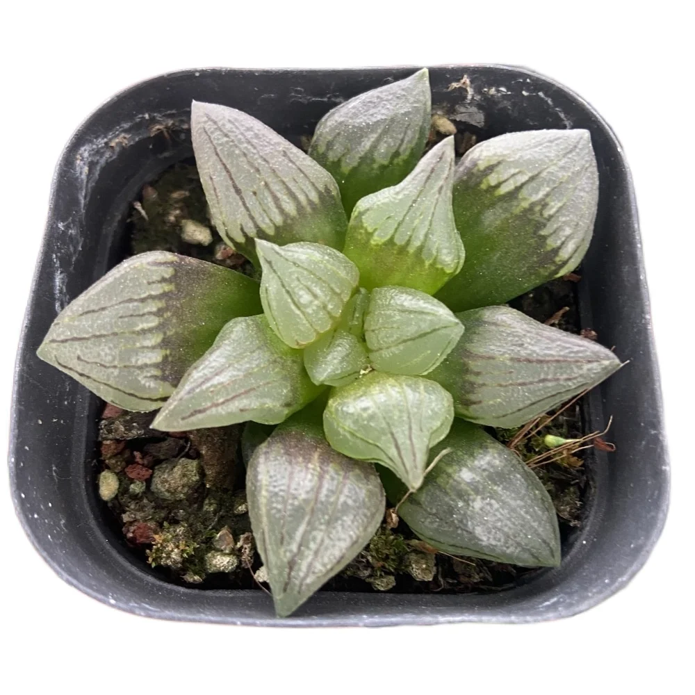 
Produce indoor greenhouses to cultivate succulents haworthia cooperi var 
