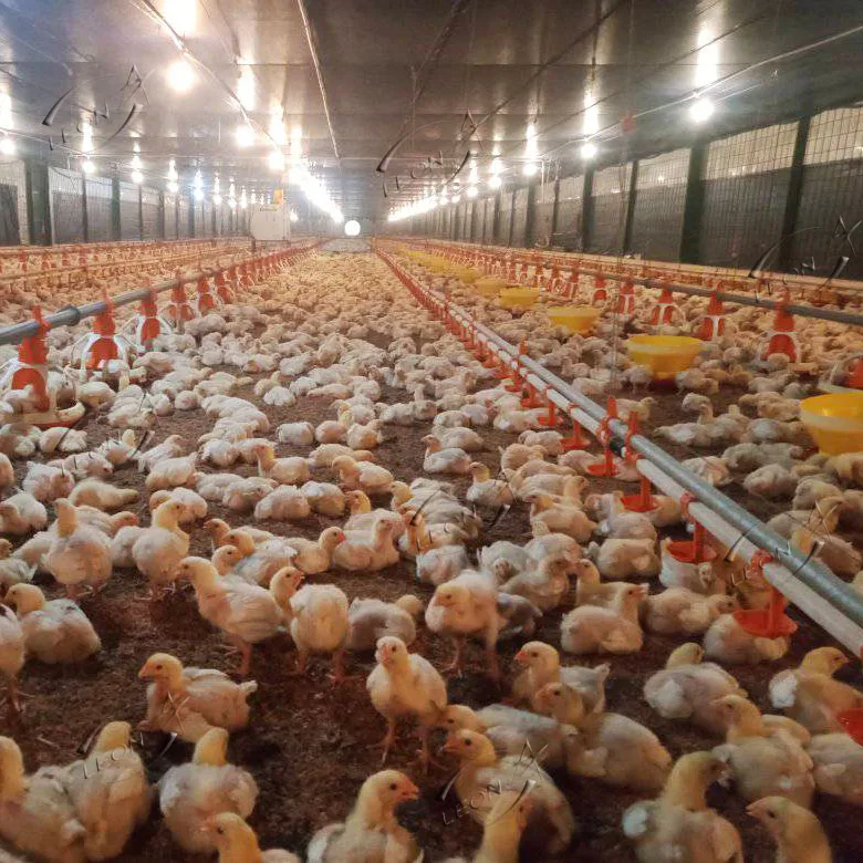 Dubai Prefab Poultry Farming Equipment Chicken Broiler Farm Animal Feeding System For Broiler Farms House Products