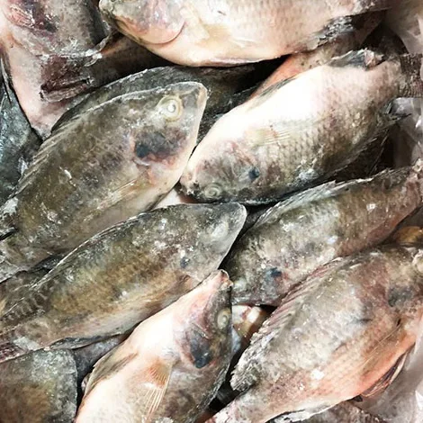  Свежие рыбные филе тилапии морепродукты лучшая замороженная без кожи не требующая химической