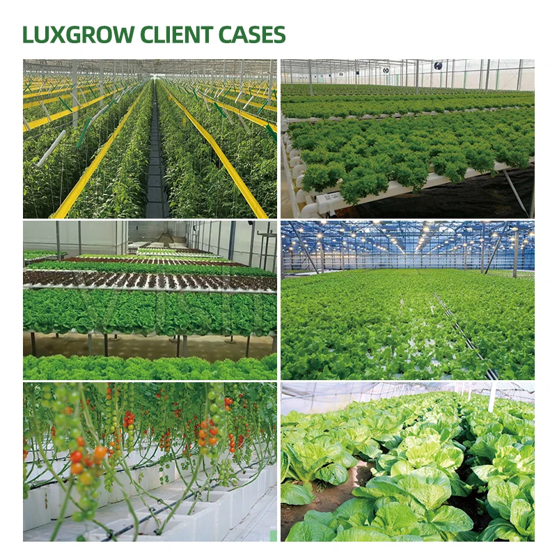Hydroponic Growing System For Cucumbers Tomatoes Agricultural Indoor Plant Growth LED Grow Light for Greenhouse