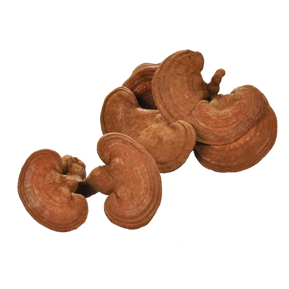 
New Product Chinese Herbal Ganoderma Lucidum Health Benefits Reishi Mushroom Lingzhi 