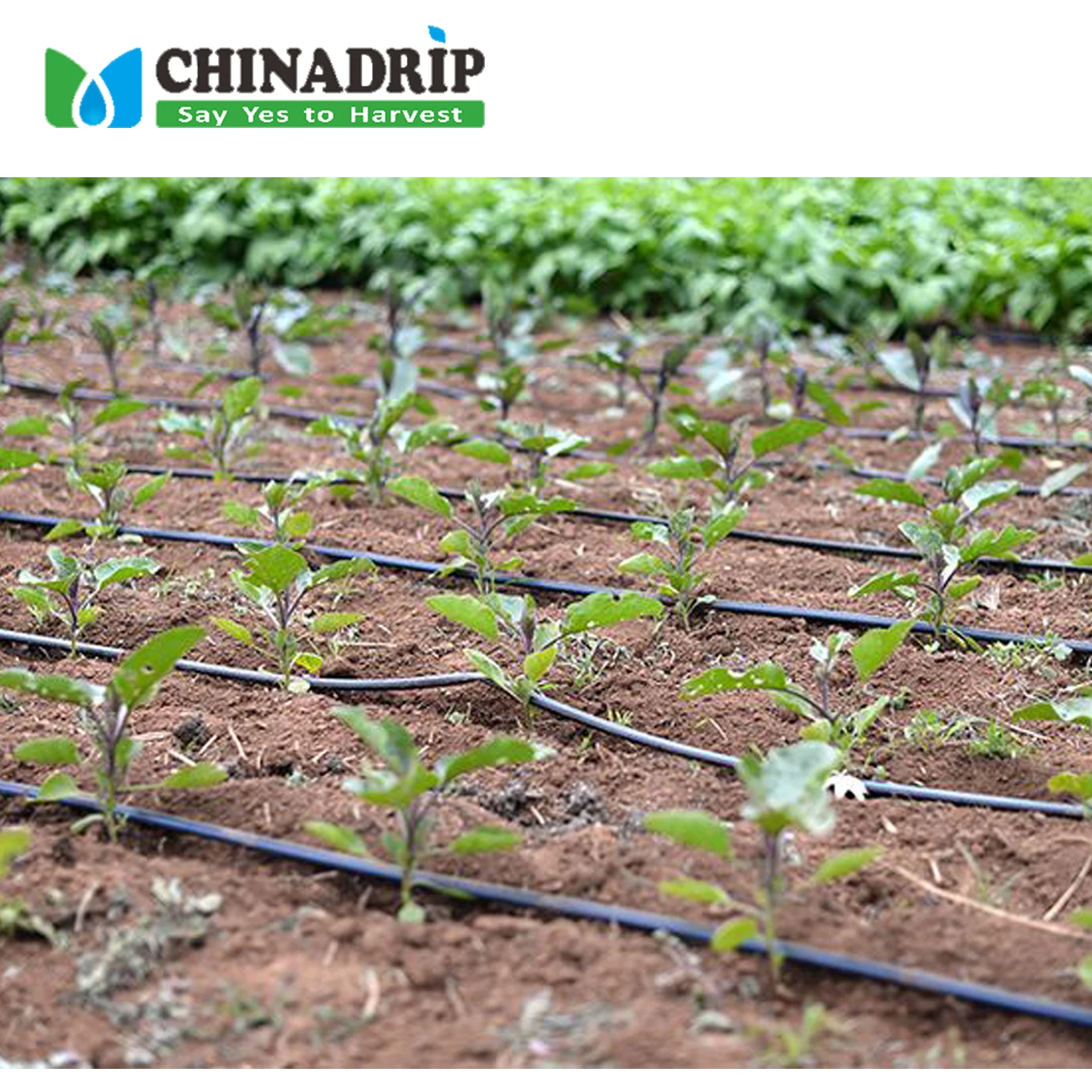 Chinadrip Irrigation Factory Manufacturers Agricultural Farm Water Drip Irrigation System